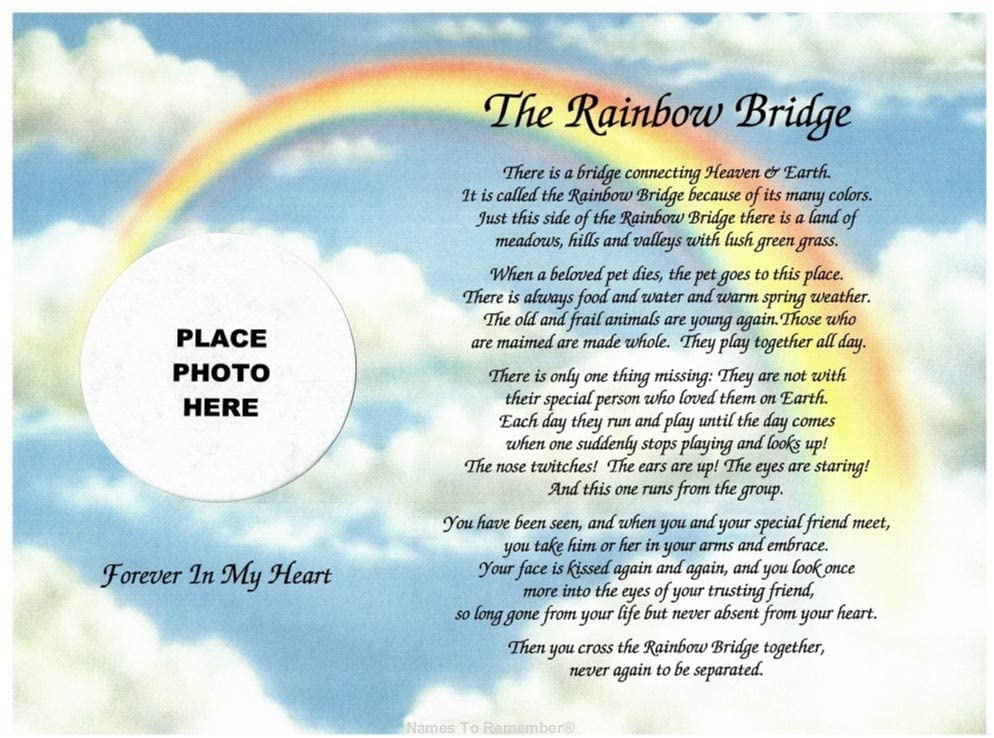 Featured image of post Animal Rainbow Bridge Pictures