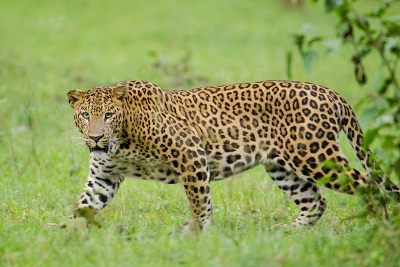 Featured image of post Leopard Images For Kids