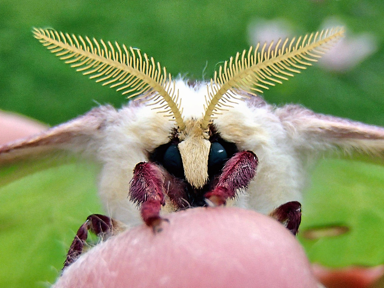 Featured image of post Luna Moth Face