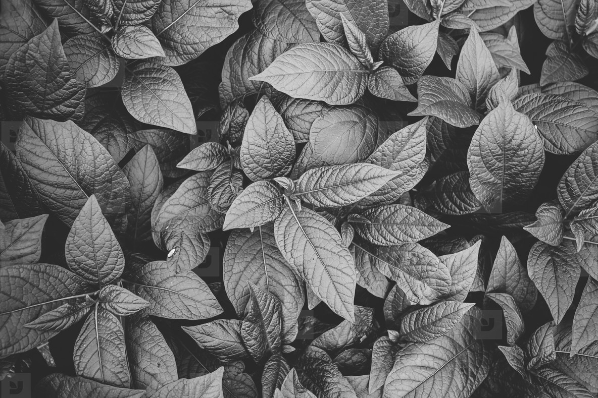 Featured image of post Photography Black And White Plant Pictures