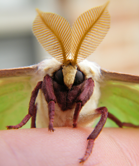 Featured image of post Rare Luna Moth Face