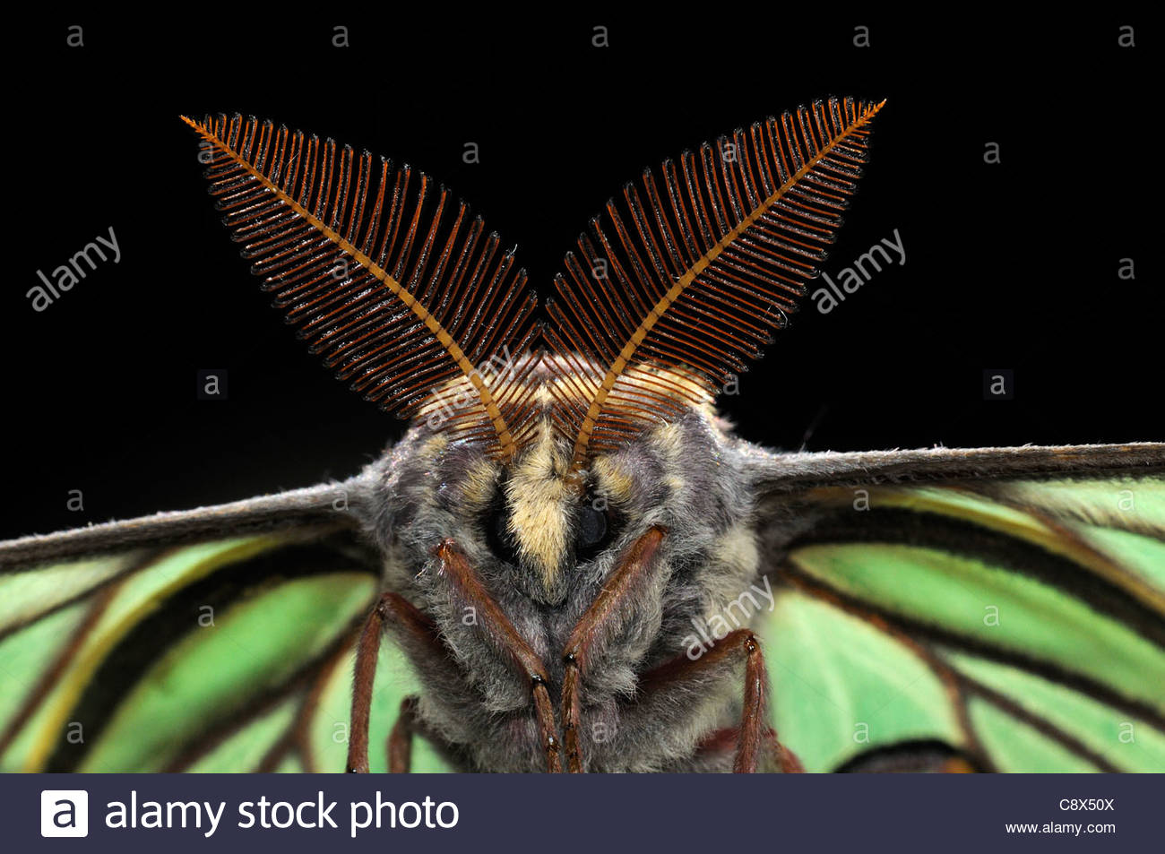 Featured image of post Spanish Luna Moth Face