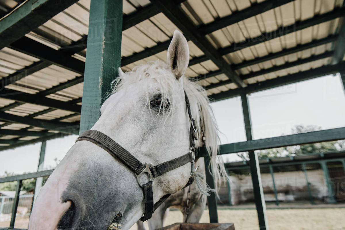 Featured image of post White Horse In A Barn